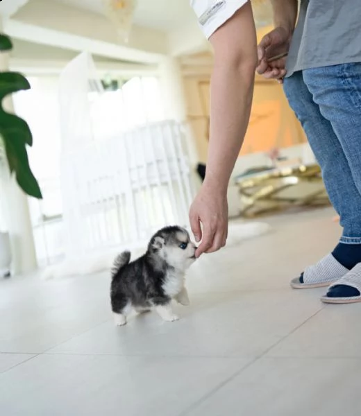 eccezionali cuccioli mini pomsky con documenti++