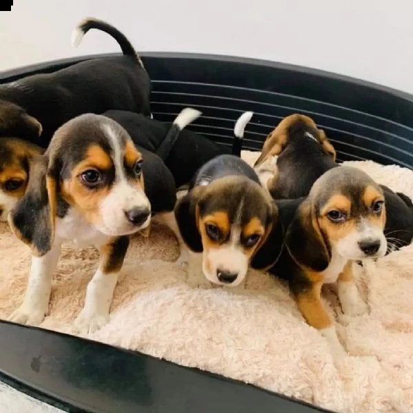 cuccioli di beagle sani con documenti | Foto 3