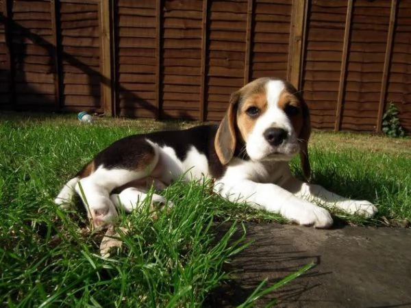 cuccioli di beagle sani con documenti