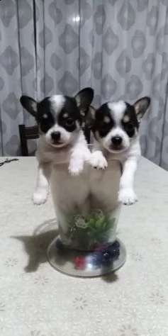 cuccioli di chihuahua sani con documenti | Foto 0