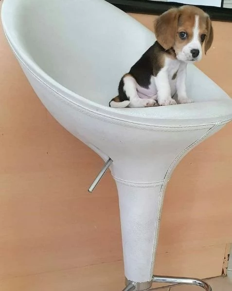 regalo beagle  mini