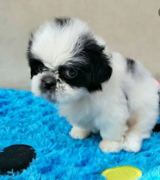   regalo shih-tzu  toy | Foto 0