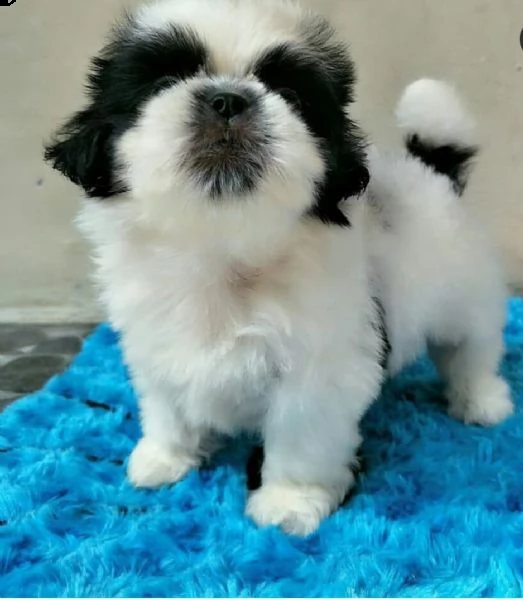   regalo shih-tzu  toy