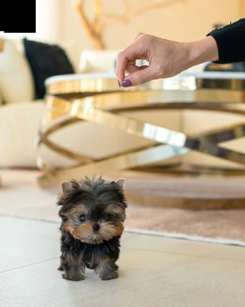 cuccioli di mini yorkie con documenti , | Foto 0