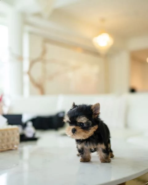 cuccioli di mini yorkie con documenti + | Foto 1