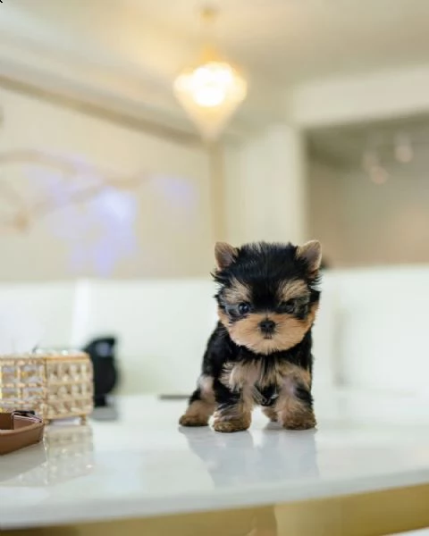 cuccioli di mini yorkie con documenti + | Foto 0