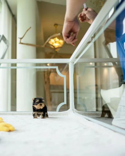 cuccioli di mini yorkie con documenti +