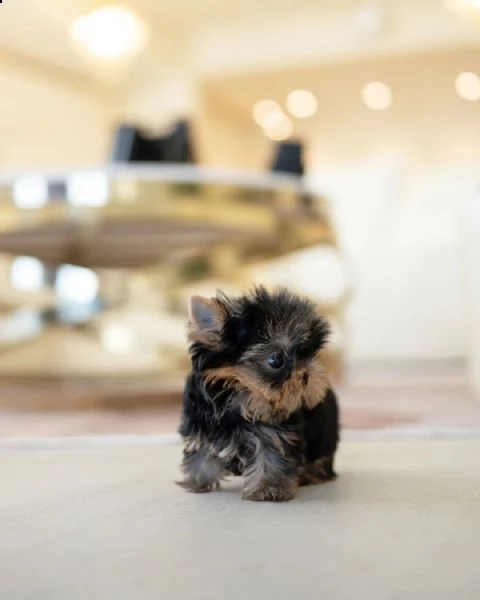 cuccioli di mini yorkshire con documenti ,