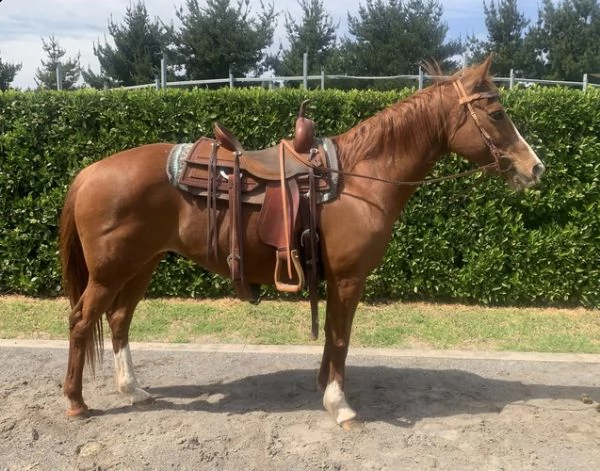vendo quarter cavallo 