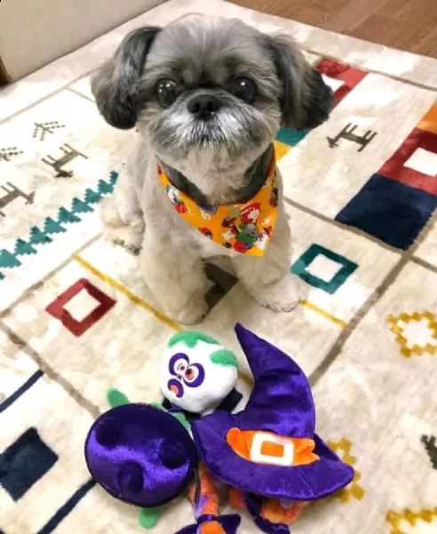 cuccioli di shih tzu | Foto 0