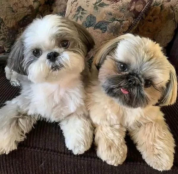 cuccioli di shih tzu