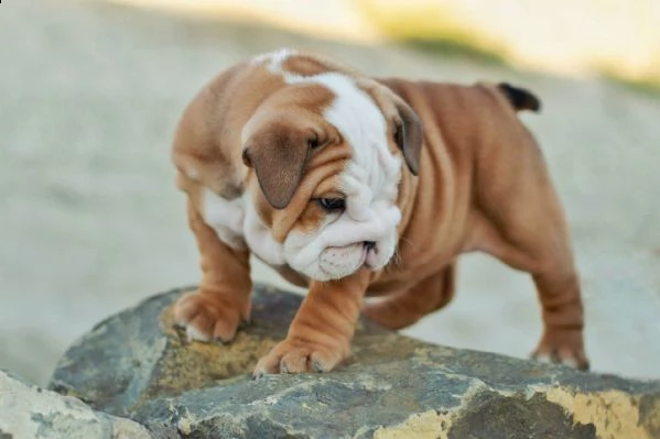 bulldog inglese cuccioli per adozione,, andare solo in una casa di bene che sono disposti ad adotta
