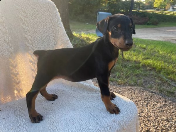 siberian husky disponiamo di due cuccioli di siberian husky i cuccioli verranno ceduti dopo 90 giorn