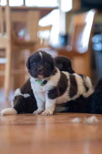  adorabili cuccioli di teranova femminucce e maschietti disponibili per l'adozione gratuita i cucci