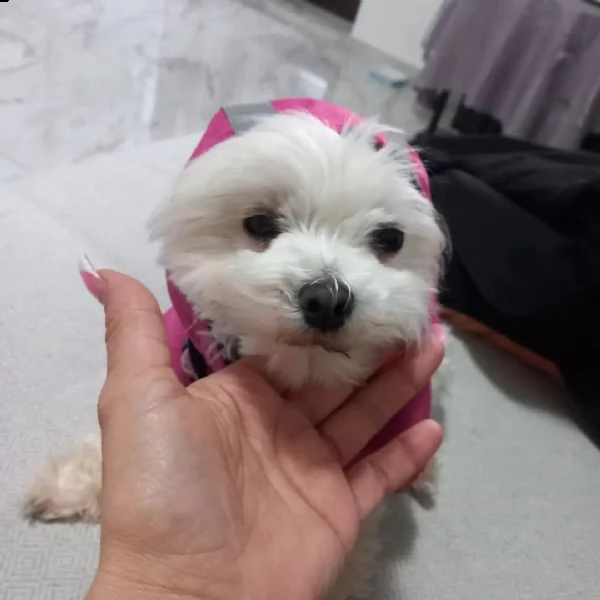 cucciolo di biewer maltese