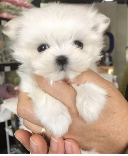 regalo  maltese mini toy//