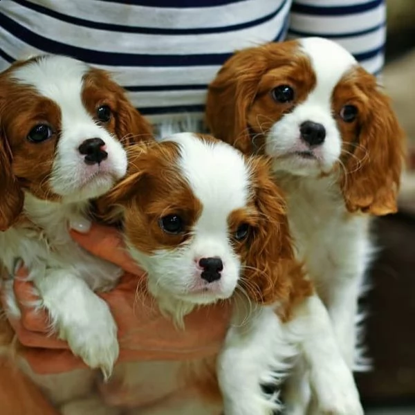 vendo cucciolo di cavalier king maschio e femmina di 12 settimane