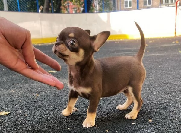 mini cuccioli chihuahua | Foto 2