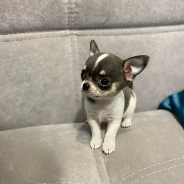 mini cuccioli chihuahua | Foto 1