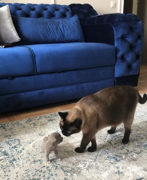 mini cuccioli chihuahua | Foto 0