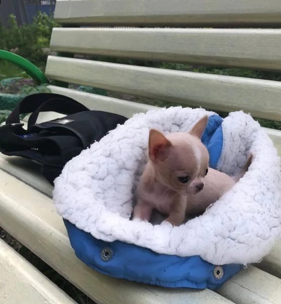 mini cuccioli chihuahua