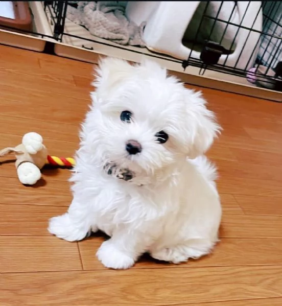 regalo cuccioli maltese toy....... | Foto 0