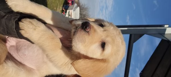 Cucciole di Golden Retriever con Pedigree