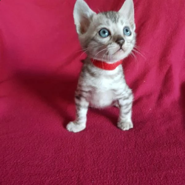 regalo beagle cuccioli meravigliosi ! 