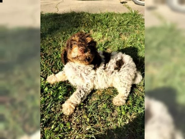 cuccioli di lagotto romagnolo | Foto 5
