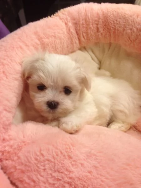 Cuccioli maltesi toy | Foto 2