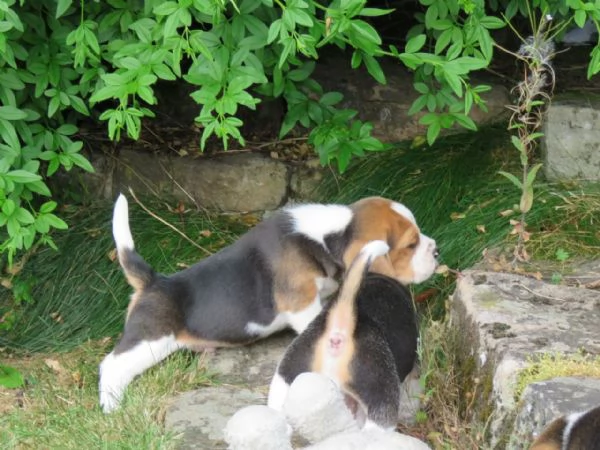CUCCIOLI BEAGLE TRICOLORE | Foto 3