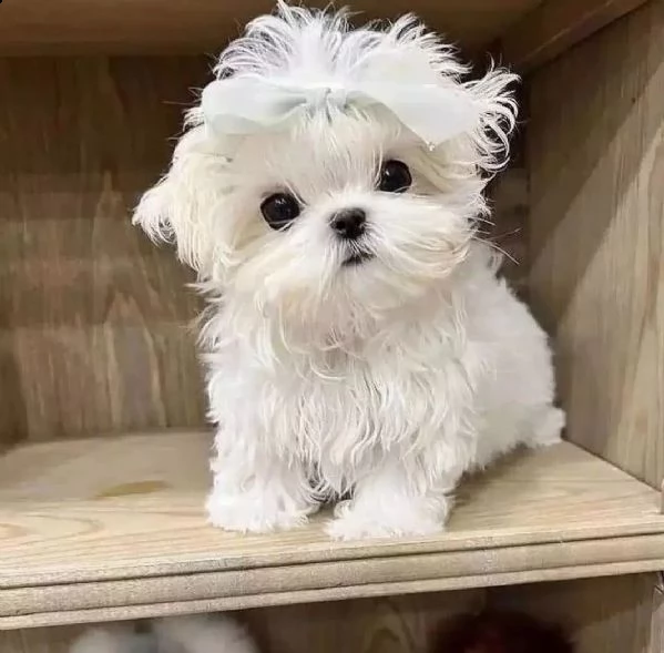 regalo mini maltese toy disponibile...