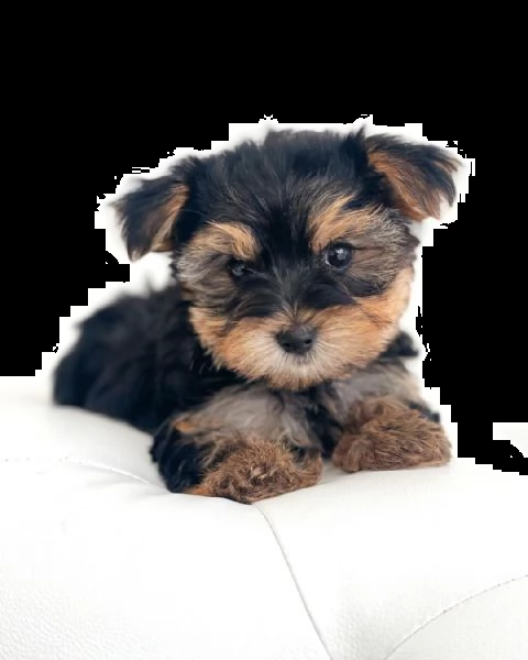 yorkie cuccioli | Foto 1
