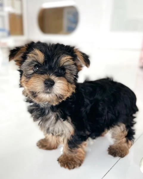 yorkie cuccioli