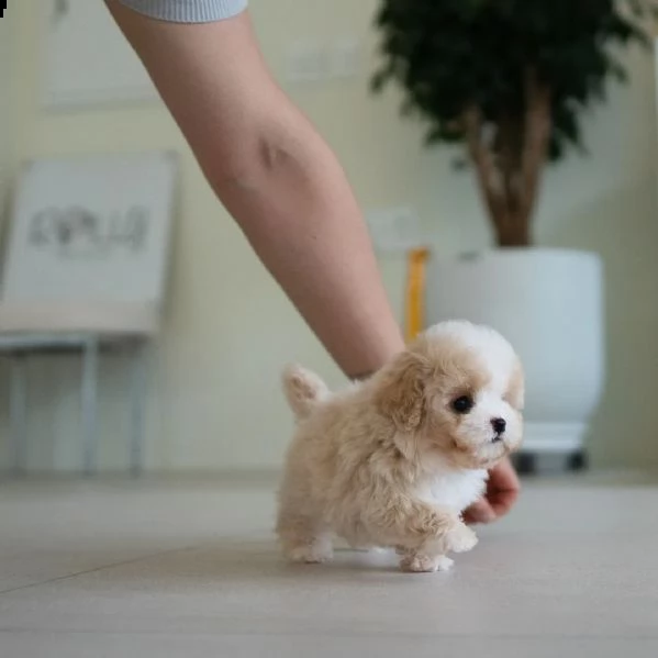 maltipoo x benji cucciolo | Foto 2