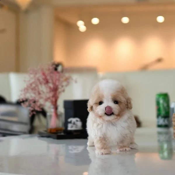 maltipoo x benji cucciolo | Foto 1