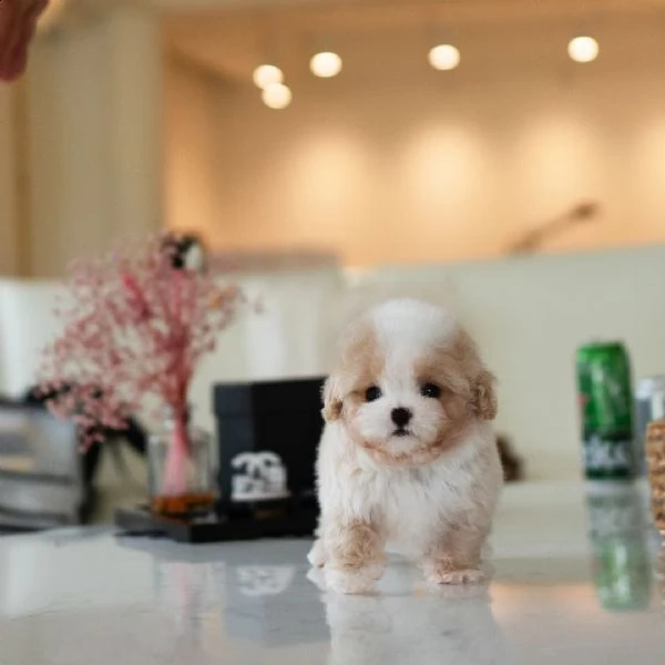 maltipoo x benji cucciolo | Foto 0