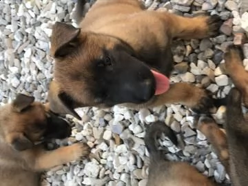 cuccioli maschi malinois | Foto 0