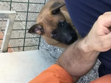 cuccioli maschi malinois