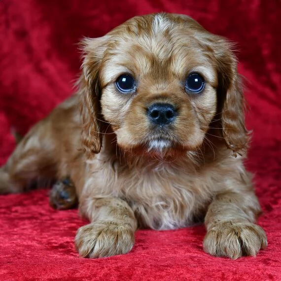 cavalier king cuccioli per l'adozione bellissima cucciolata cerca nuova famiglia, 4 maschi e 3 femmi