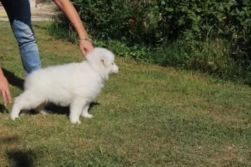 cuccioli di pastore svizzero bianco | Foto 1
