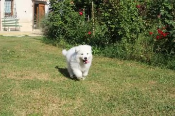 cuccioli di pastore svizzero bianco | Foto 0