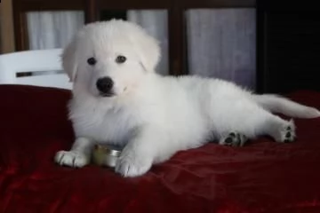 cuccioli di pastore svizzero bianco