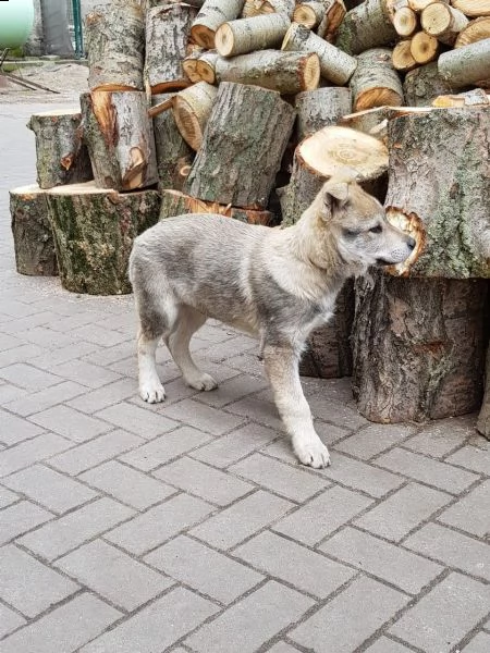 disponibili cuccioli di cane lupo cecoslovacco | Foto 0
