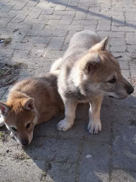 disponibili cuccioli di cane lupo cecoslovacco