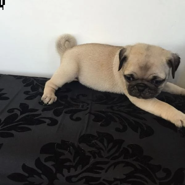 regalo carlino disponibile...