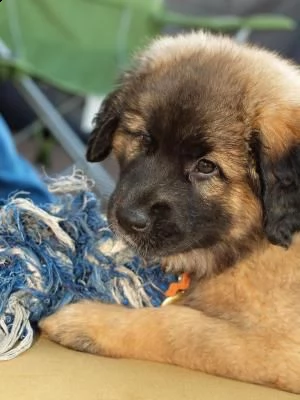 affascinanti stupendi cuccioli di leonberger | Foto 0
