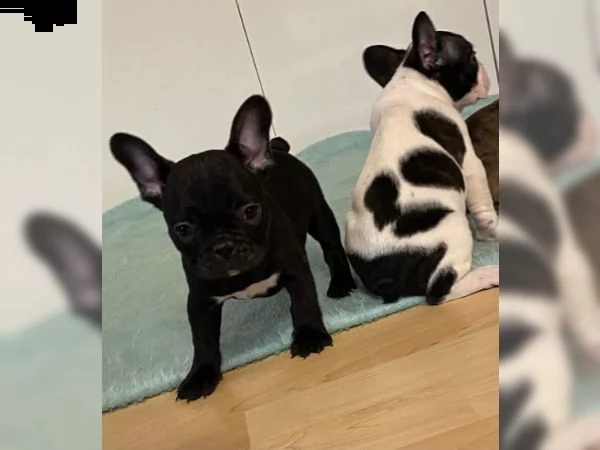 meraviglosi cuccioli di bulldog francese