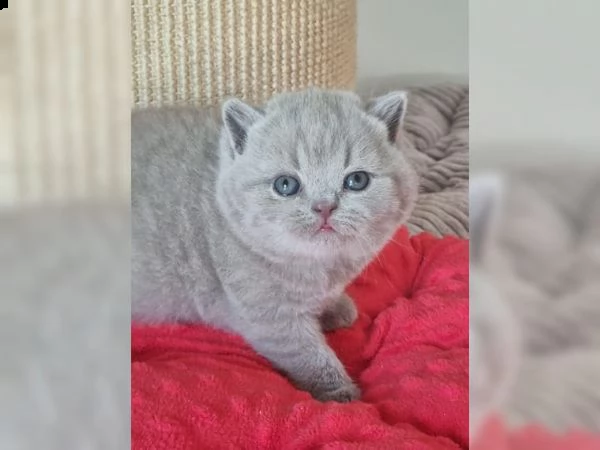 british shorthair, gattino bkh con pedigree