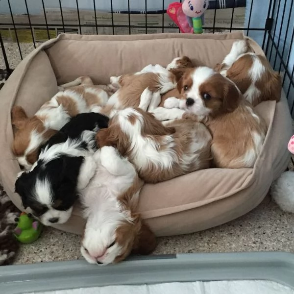  regalo adorabili cuccioli san bernardo femminucce e maschietti disponibili gratuita i cuccioli sono